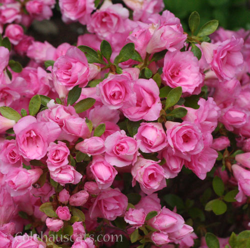 Rosebud Azalea, June 2025 © Colehauscats.com