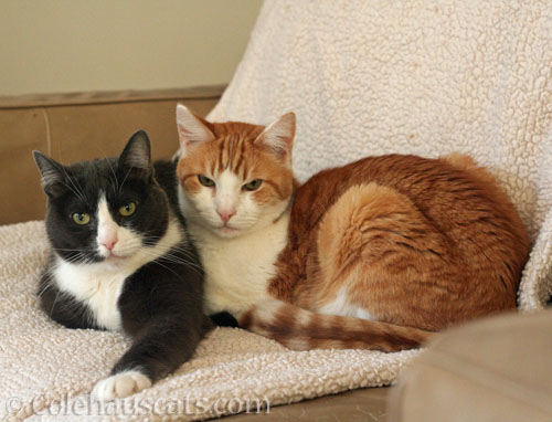 Tessa and Quint, 2025 © Colehauscats.com