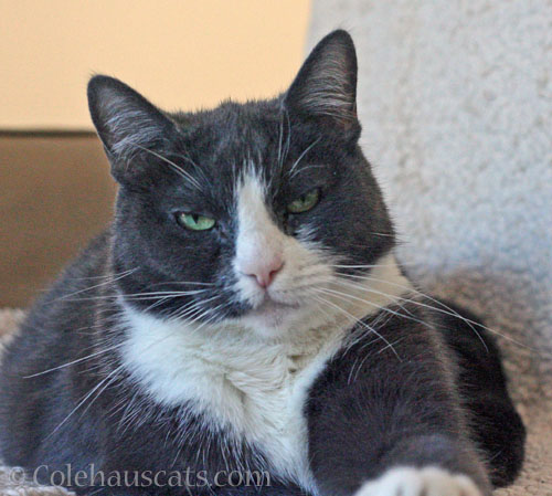 Tessa, 2025 © Colehauscats.com