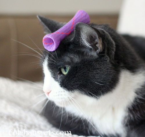 Boink hat for Tessa © Colehauscats.com