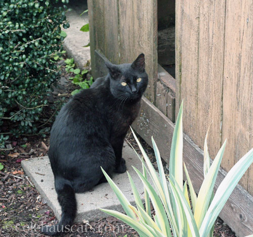 Tippy, June 2025 © Colehauscats.com