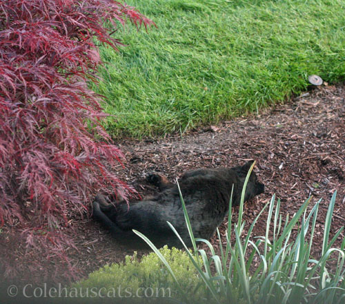 Tippy napping under the maple, 2025 © Colehauscats.com