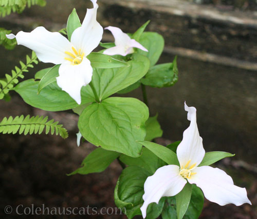 Trillium, 2025 © Colehauscats.com
