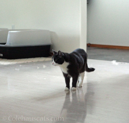 There was a tussle © Colehauscats.com