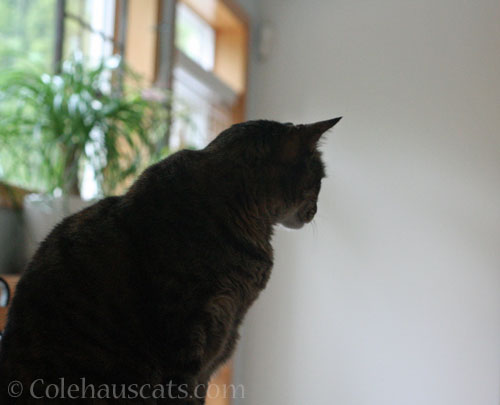 Viola supervises © Colehauscats.com