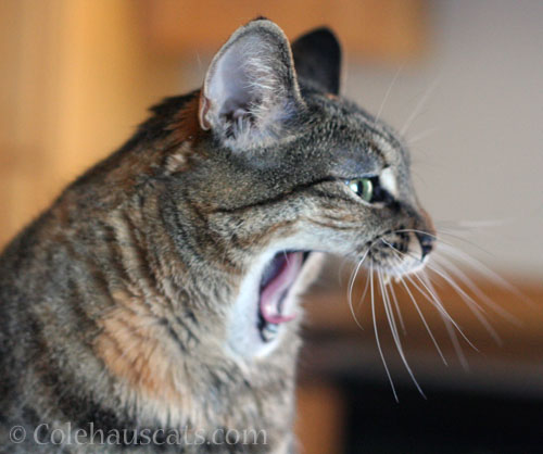 Viola says WHAT?? © Colehauscats.com