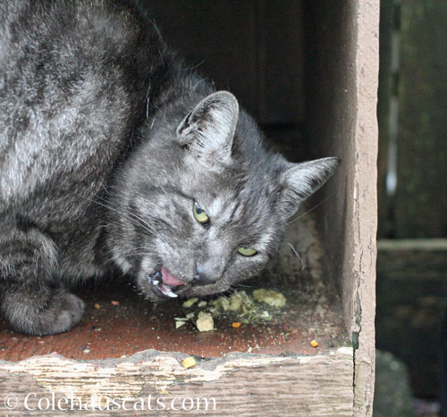 Neighbor cat P © Colehauscats.com