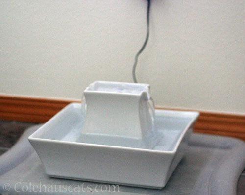 Summer fountain returns © Colehauscats.com