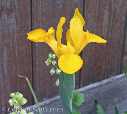 Yellow iris we didn't plant, June 2025 © Colehauscats.com