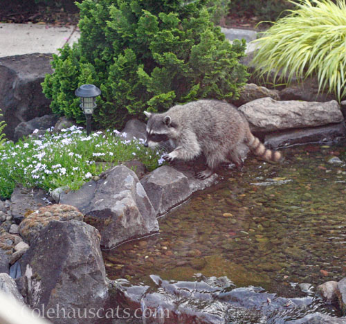 Mama Raccoon Bea, 2025 © Colehauscats.com