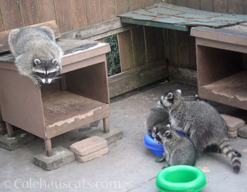 Mama Bea with 2025 babies and Skinny Tail, July 2025 © Colehauscats.com