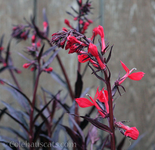 Cardinal flower, August 2025 © Colehauscats.com