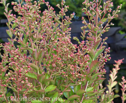 Crepe Myrtle, August 2025 © Colehauscats.com