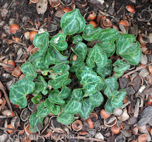 Cyclamen, August 2025 © Colehauscats.com