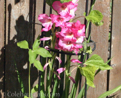 Early morning hummingbird, 2025 © Colehauscats.com