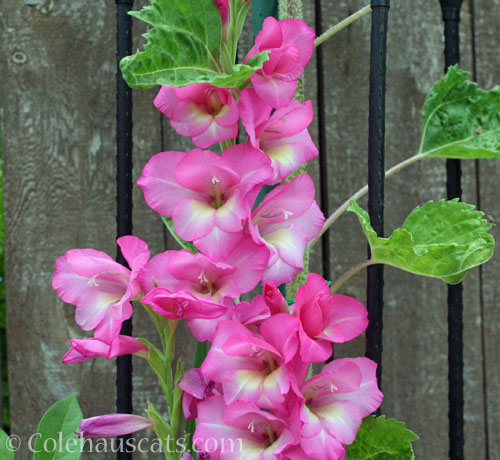 Squirrel donated Gladiolus, August 2025 © Colehauscats.com
