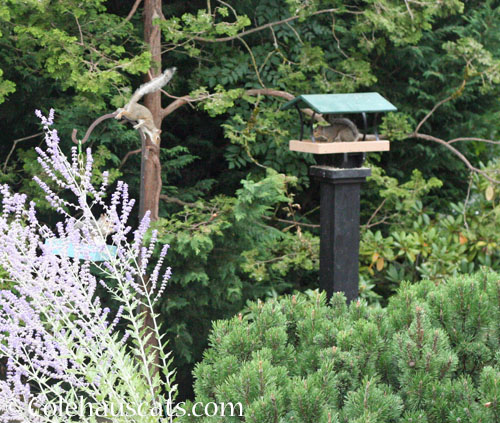 Goofy squirrels, August 2025 © Colehauscats.com