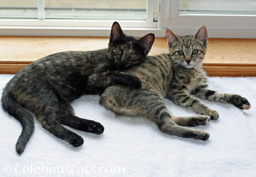 Illy and Viola Niblet, December 2013 © Colehauscats.com