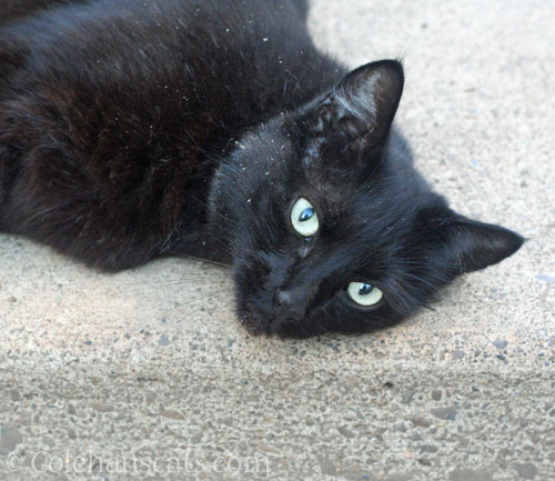 Neighborhood cat KeeKee © Colehauscats.com