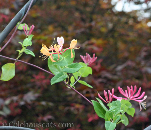 Neighbor's Honeysuckle vine, August 2025 © Colehauscats.com