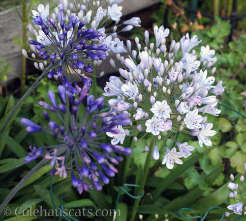 Nile Lilies, August 2025 © Colehauscats.com