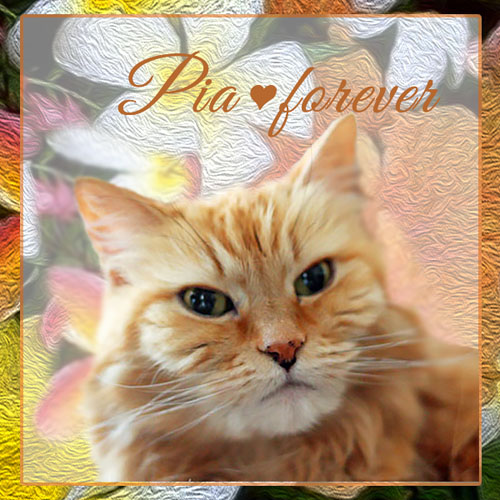 Pia Forever, July 2025. Thank you, Ann.