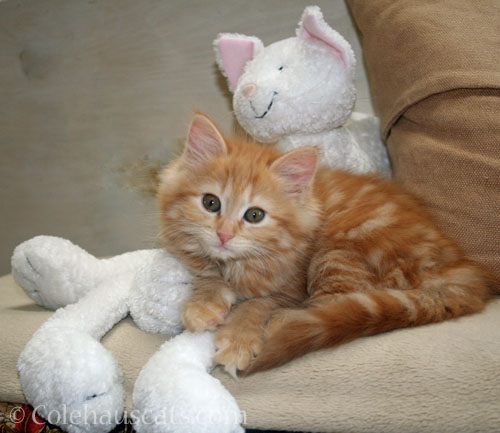 Pia with the Long Leg Cat, June 2012 © Colehauscats.com