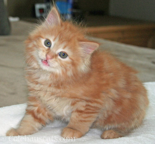 Pia's first Colehauscats photo, May 2012 © Colehauscats.com