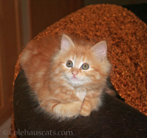 Pia Bean, July 2012 © Colehauscats.com