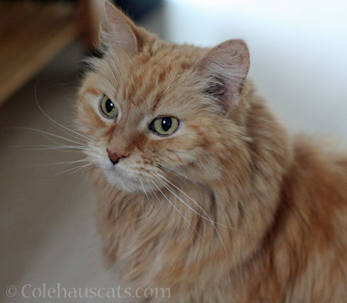 Pia Bean, July 12, 2025 © Colehauscats.com