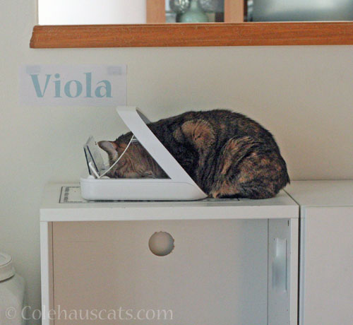 Miss Manners Viola © Colehauscats.com