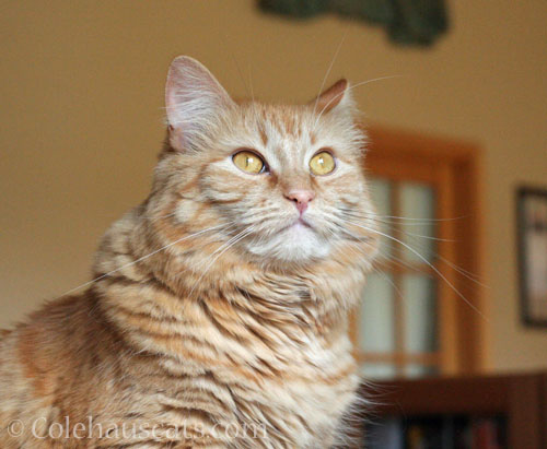 Pia, May 2014 © Colehauscats.com