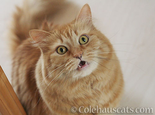 Pia, July 2016 © Colehauscats.com