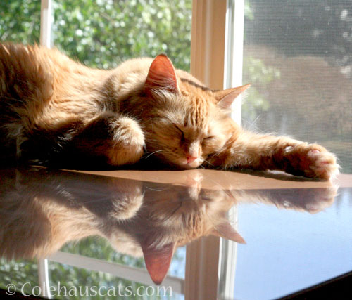 Pia reflects, July 2013 © Colehauscats.com