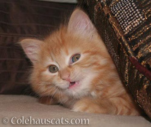 Pia's sneer, July 2012 © Colehauscats.com