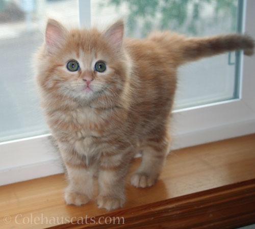 Pia, July 2012 © Colehauscats.com