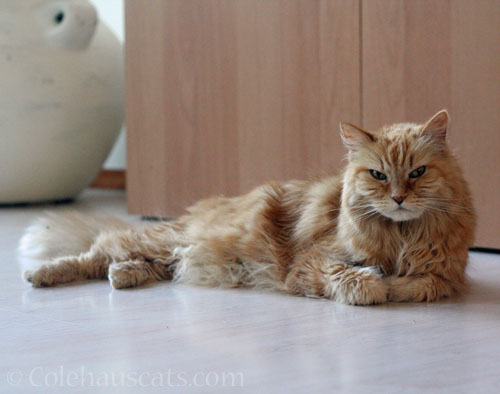 Pia Bean, May 2012 - July 12, 2025 © Colehauscats.com 