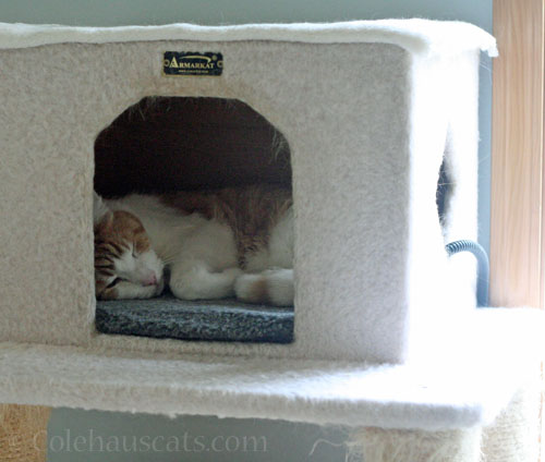 Quint's 3rd nap © Colehauscats.com