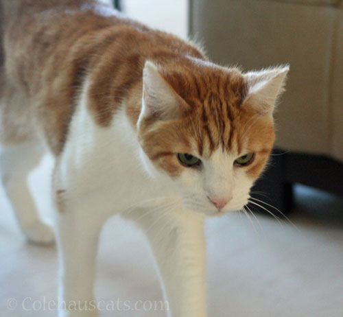 Quint, the Enforcer? © Colehauscats.com