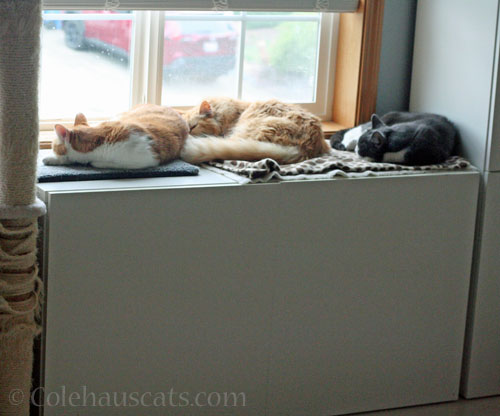 Quint, angel Pia, Tessa, July 2025 © Colehauscats.com