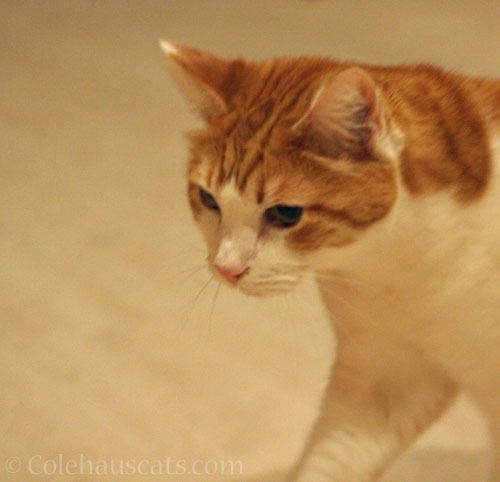 Quint's Monday © Colehauscats.com