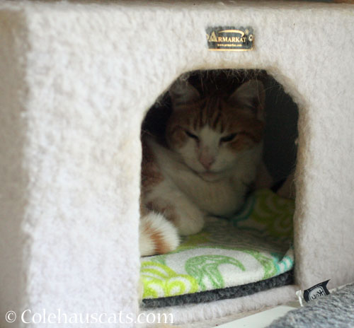 Quint's Monday © Colehauscats.com