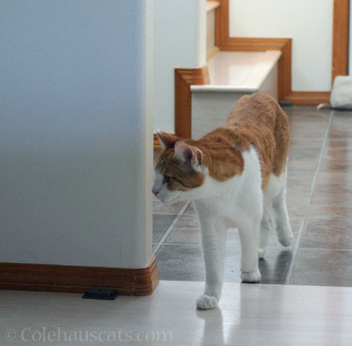 Quint's Monday © Colehauscats.com