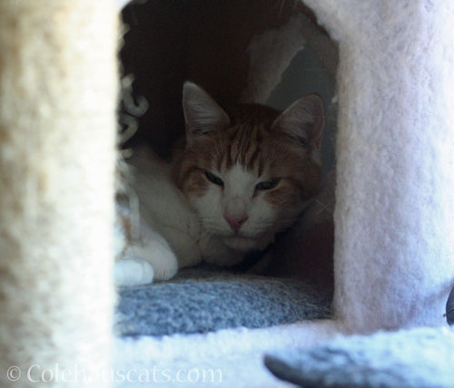 Quint's Monday © Colehauscats.com