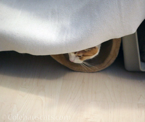 Quint's makeshift fort © Colehauscats.com
