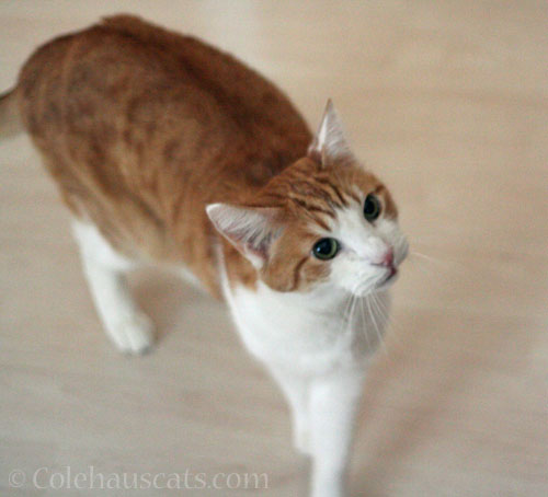 Concerned Quint © Colehauscats.com