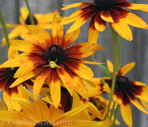 Sunflowers with spider friend, August 2025 © Colehauscats.com