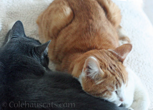 Tessa and Quint © Colehauscats.com