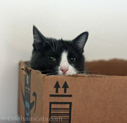 Tessa glares from the box © Colehauscats.com