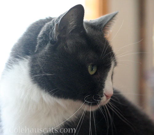 Tessa with her usual glare at Viola © Colehauscats.com